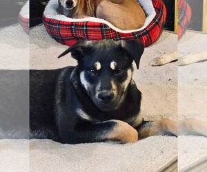 Black Mouth Cur-Unknown Mix Dogs for adoption in Claremore, OK, USA