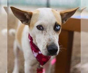 Mutt Dogs for adoption in San Antonio, TX, USA