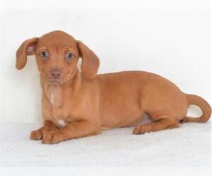 Chiweenie Dogs for adoption in Oroville, CA, USA
