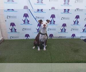 Bullypit Dogs for adoption in Orlando, FL, USA