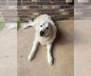 Great Pyrenees Dogs for adoption in McKinney, TX, USA