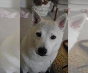 Imo-Inu Dogs for adoption in Longview, WA, USA