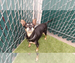 Miniature Pinscher Dogs for adoption in Downey, CA, USA