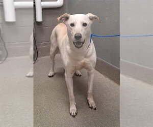 Labrador Retriever-Unknown Mix Dogs for adoption in Las Vegas, NV, USA