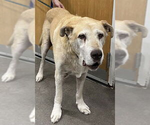 Labrador Retriever-Unknown Mix Dogs for adoption in Forestville, MD, USA