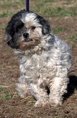 Shih Tzu Dogs for adoption in Sparta, TN, USA