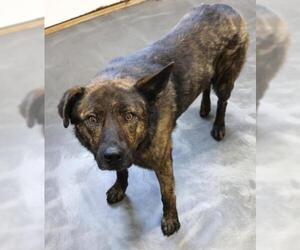 Mutt Dogs for adoption in Thief River Falls, MN, USA