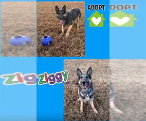 German Shepherd Dog Dogs for adoption in Forestville, MD, USA