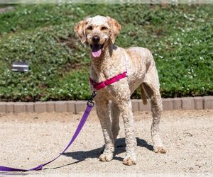 Goldendoodle Dogs for adoption in Clovis, CA, USA