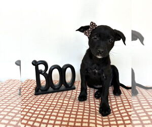 Labrador Retriever-Unknown Mix Dogs for adoption in MIDWAY, UT, USA