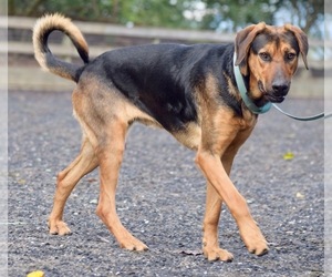 Coonhound-German Shepherd Dog Mix Dogs for adoption in Penngrove, CA, USA