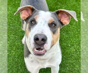 Mutt Dogs for adoption in Canton, CT, USA