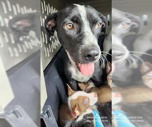 Staffordshire Bull Terrier-Unknown Mix Dogs for adoption in San Antonio, TX, USA