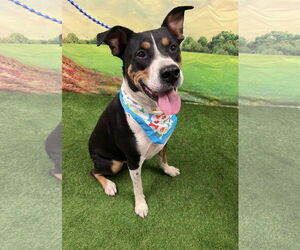 Labrador Retriever-Unknown Mix Dogs for adoption in Euless, TX, USA