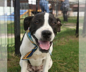 Boxer-Unknown Mix Dogs for adoption in San Antonio, TX, USA
