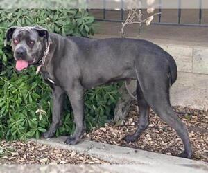 Mastiff Dogs for adoption in Hanford, CA, USA