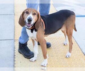 Treeing Walker Coonhound Dogs for adoption in Santa Rosa, CA, USA