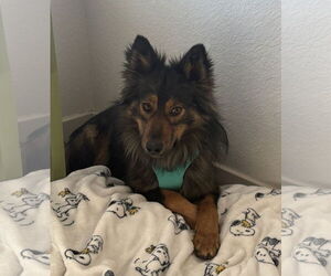 Mutt Dogs for adoption in Aurora, CO, USA