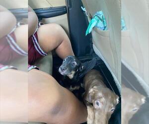 Doberman Pinscher-Unknown Mix Dogs for adoption in Stockton, CA, USA