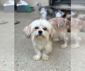 Shih Tzu-Unknown Mix Dogs for adoption in Wheaton, IL, USA