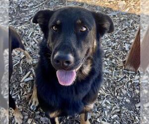 German Shepherd Dog-Unknown Mix Dogs for adoption in Santa Cruz, CA, USA