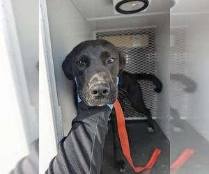 Labrador Retriever-Unknown Mix Dogs for adoption in Bakersfield, CA, USA