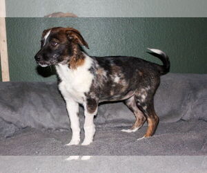 Australian Shepherd-Unknown Mix Dogs for adoption in Phoenix, AZ, USA