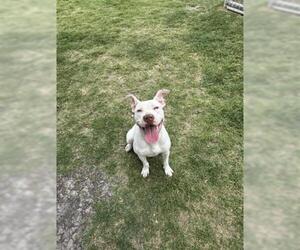 American Pit Bull Terrier Dogs for adoption in Corpus Christi, TX, USA