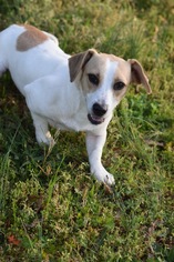 Jack-A-Bee Dogs for adoption in Social Circle, GA, USA