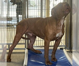 Mutt Dogs for adoption in Downey, CA, USA
