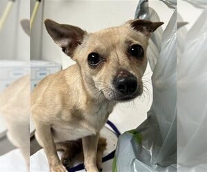 Chihuahua Dogs for adoption in Bakersfield, CA, USA