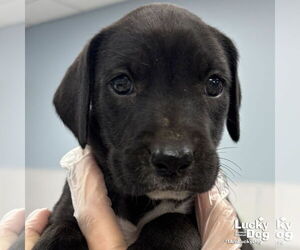 Labrador Retriever-Unknown Mix Dogs for adoption in Washington, DC, USA