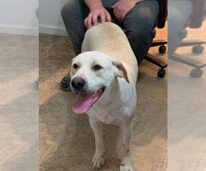 Labrador Retriever Dogs for adoption in Eastman, GA, USA