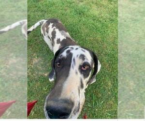 Great Dane Dogs for adoption in White River Junction, VT, USA