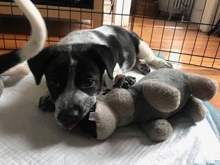 Medium Photo #1 Mutt Puppy For Sale in Brooklyn, NY, USA