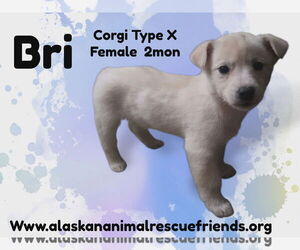 Mutt Dogs for adoption in Anchorage, AK, USA