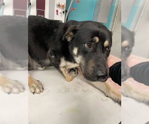 German Shepherd Dog-Unknown Mix Dogs for adoption in Waco, TX, USA