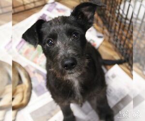 Labrador Retriever-Unknown Mix Dogs for adoption in Washington, DC, USA