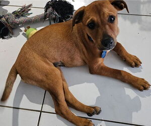 Labrador Retriever-Unknown Mix Dogs for adoption in Royal Palm Beach, FL, USA