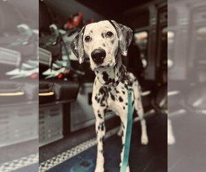Dalmatian-Unknown Mix Dogs for adoption in Springdale, PA, USA