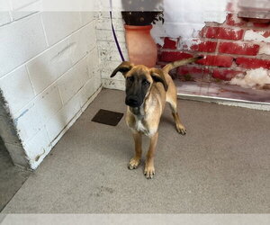 German Shepherd Dog-Unknown Mix Dogs for adoption in San Bernardino, CA, USA