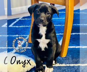 Mutt Dogs for adoption in Omaha, NE, USA