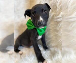 Borador Dogs for adoption in Oak Bluffs, MA, USA