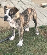 American Bulldog Dogs for adoption in Atwood, CA, USA