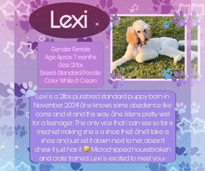 Poodle (Standard) Dogs for adoption in Rancho Cordova, CA, USA