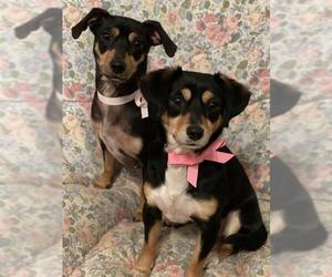 Doxle Dogs for adoption in Tomball, TX, USA
