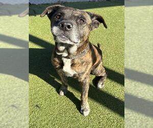 Staffordshire Bull Terrier-Unknown Mix Dogs for adoption in Pasadena, TX, USA