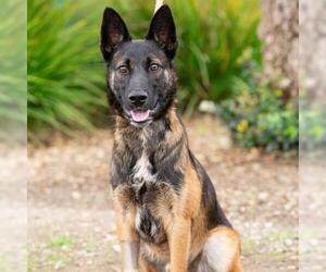 Mutt Dogs for adoption in Camarillo, CA, USA