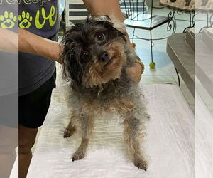 Poodle (Miniature)-Unknown Mix Dogs for adoption in Benton, LA, USA