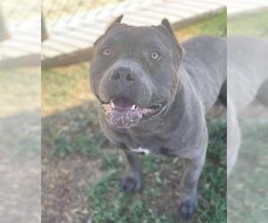 American Pit Bull Terrier Dogs for adoption in Bakersfield, CA, USA